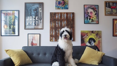 Special Dog mira tendência de ‘humanização de pets’ para crescer com ração super premium Special Dog mira tendência de ‘humanização de pets’ para crescer com ração super premium