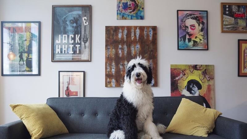 Special Dog mira tendência de ‘humanização de pets’ para crescer com ração super premium Special Dog mira tendência de ‘humanização de pets’ para crescer com ração super premium