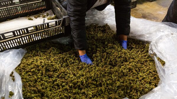 Empresarios solicitan estar en mesa que reglamentará uso del cannabis en Panamá Empresarios solicitan estar en mesa que reglamentará uso del cannabis en Panamá