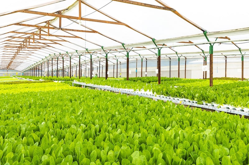 Este método promueve la agricultura responsable, sostenible y ecológica, debido a que en el proceso se logra reutilizar hasta un 95% del agua de riego. Este método promueve la agricultura responsable, sostenible y ecológica, debido a que en el proceso se logra reutilizar hasta un 95% del agua de riego.