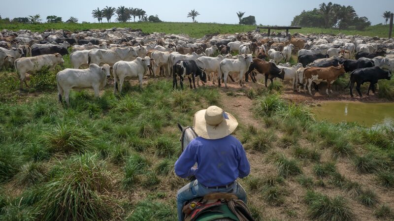 Un ganadero cuida su rebaño en Xinguara, Brasil. (Jonne Roriz/Bloomberg) Un ganadero cuida su rebaño en Xinguara, Brasil. (Jonne Roriz/Bloomberg)