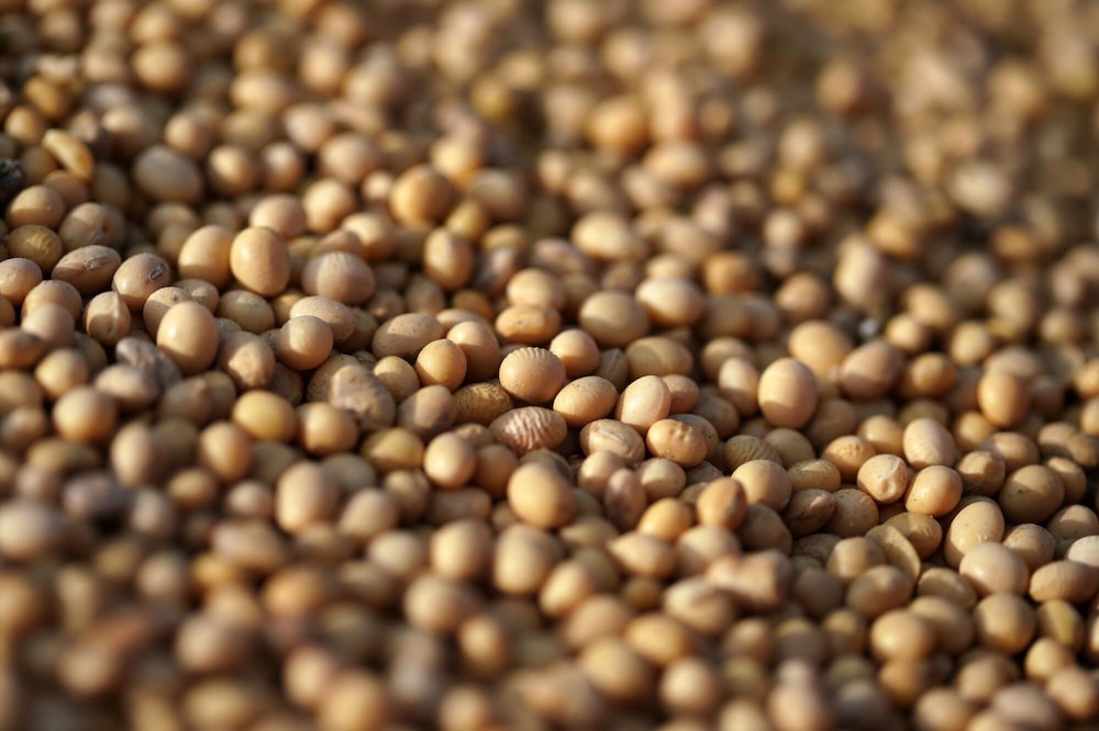 Brasil se encuentra en su punto álgido de exportación de soja y domina el mercado chino. Photographer: Oliver Bunic/Bloomberg Brasil se encuentra en su punto álgido de exportación de soja y domina el mercado chino. Photographer: Oliver Bunic/Bloomberg