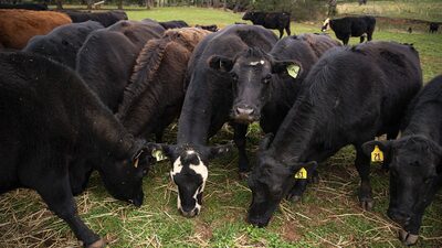 Gigante de carnes reduz oferta de produto sem antibiótico e expõe dilema do setor Gigante de carnes reduz oferta de produto sem antibiótico e expõe dilema do setor