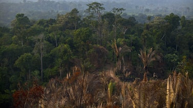 Brasil se aproxima de mínima histórica no desmatamento da Amazônia Brasil se aproxima de mínima histórica no desmatamento da Amazônia