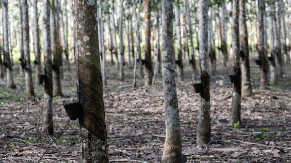 Importante fondo verde apoya los cultivos libres de deforestación con US$189 millones Importante fondo verde apoya los cultivos libres de deforestación con US$189 millones