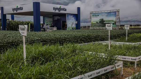 ‘Volta ao campo’: a estratégia da Syngenta no Brasil para atravessar o ciclo adverso do agro ‘Volta ao campo’: a estratégia da Syngenta no Brasil para atravessar o ciclo adverso do agro