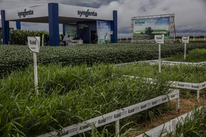 Teste a campo da Syngenta: companhia reforça a presença junto aos produtores como parte da estratégia para enfrentar o ciclo adverso do agronegócio. (Foto: Dado Galdieri/Bloomberg) Teste a campo da Syngenta: companhia reforça a presença junto aos produtores como parte da estratégia para enfrentar o ciclo adverso do agronegócio. (Foto: Dado Galdieri/Bloomberg)