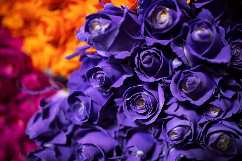 Flores púrpuras Flores púrpuras