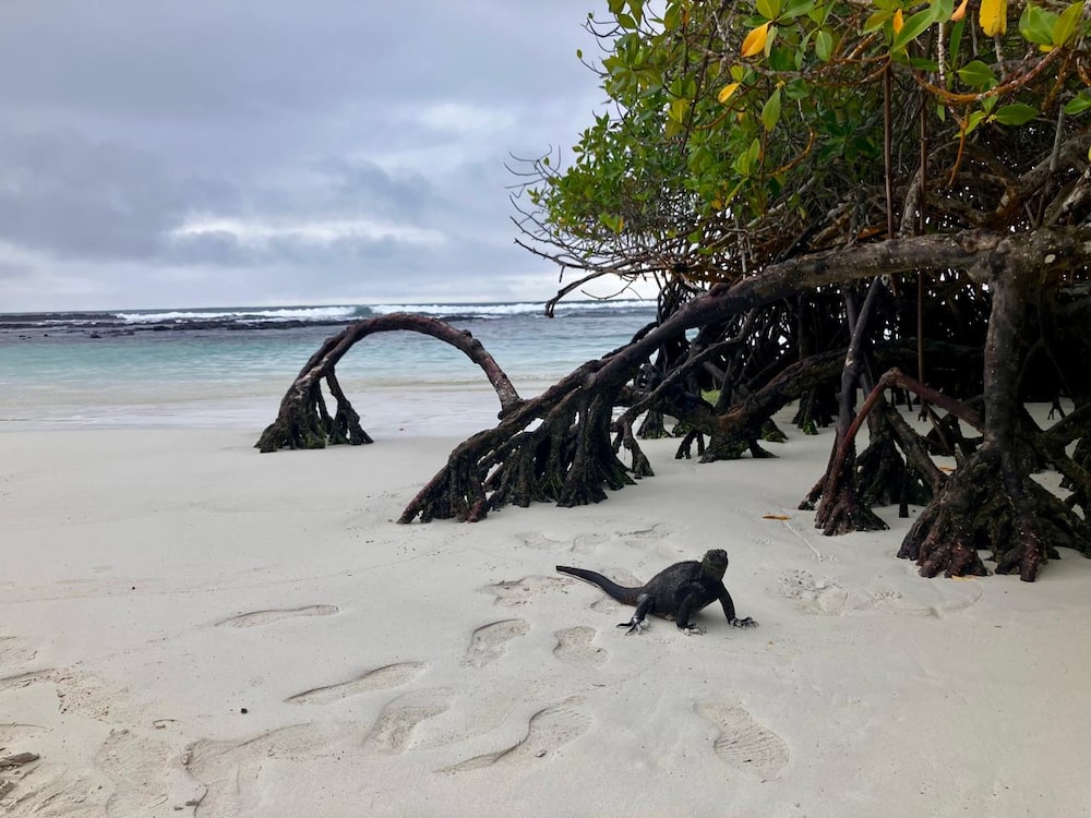 Iguana de Galápagos en Tortuga Bay - Santa Cruz - Galápagos. Foto: Erika Astudillo Iguana de Galápagos en Tortuga Bay - Santa Cruz - Galápagos. Foto: Erika Astudillo