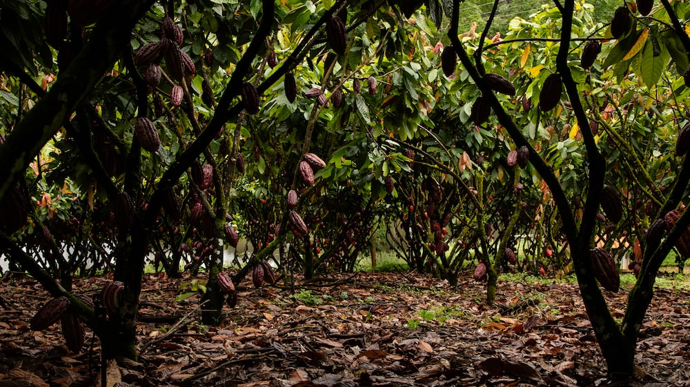 Produção de cacau cabruca da fazenda da marca Chocolat Du Jour no Oeste baiano Produção de cacau cabruca da fazenda da marca Chocolat Du Jour no Oeste baiano