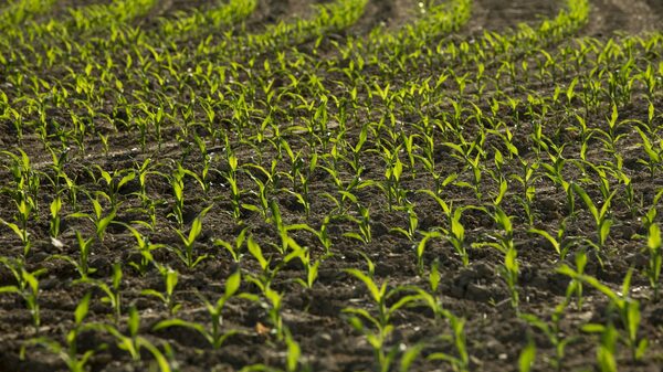 Inflación de alimentos baja, pero cultivos problemáticos frenan un alivio mayor Inflación de alimentos baja, pero cultivos problemáticos frenan un alivio mayor