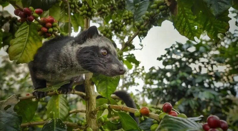 Kopi Luwak Kopi Luwak