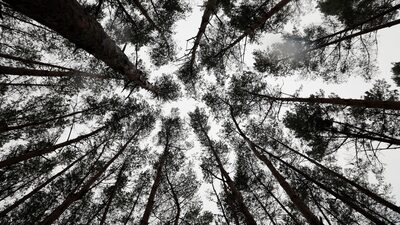 COP-26: Brasil sinaliza apoio para limitar aquecimento global COP-26: Brasil sinaliza apoio para limitar aquecimento global