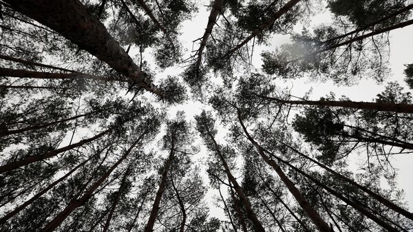 COP-26: Brasil sinaliza apoio para limitar aquecimento global COP-26: Brasil sinaliza apoio para limitar aquecimento global