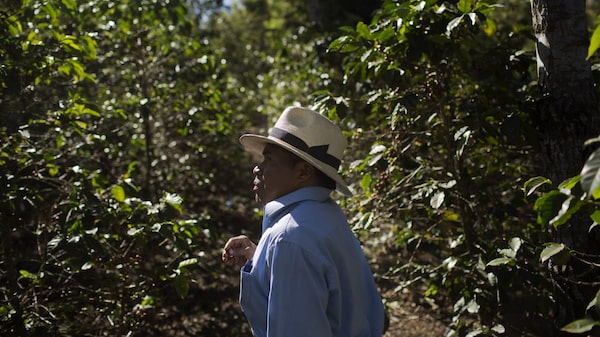 En 5 años se invirtieron US$51 millones para fortalecer agrocadenas en Guatemala En 5 años se invirtieron US$51 millones para fortalecer agrocadenas en Guatemala