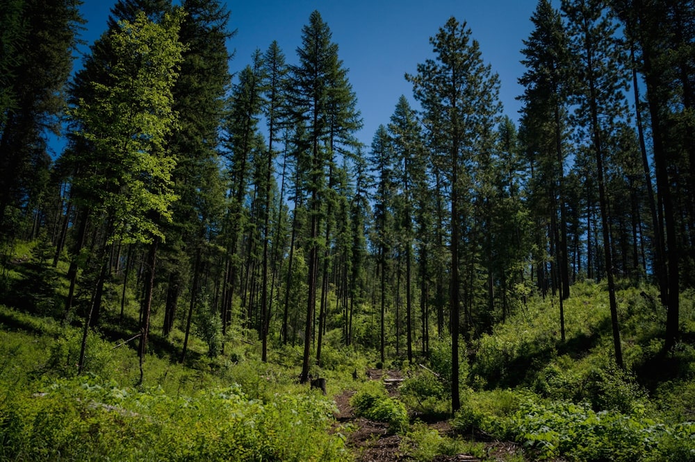Cómo prevenir los incendios forestales construyendo ciudades con más madera Cómo prevenir los incendios forestales construyendo ciudades con más madera