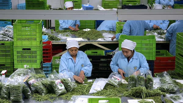 Feria agroexportadora guatemalteca espera US$30 millones en cierre de negocios Feria agroexportadora guatemalteca espera US$30 millones en cierre de negocios