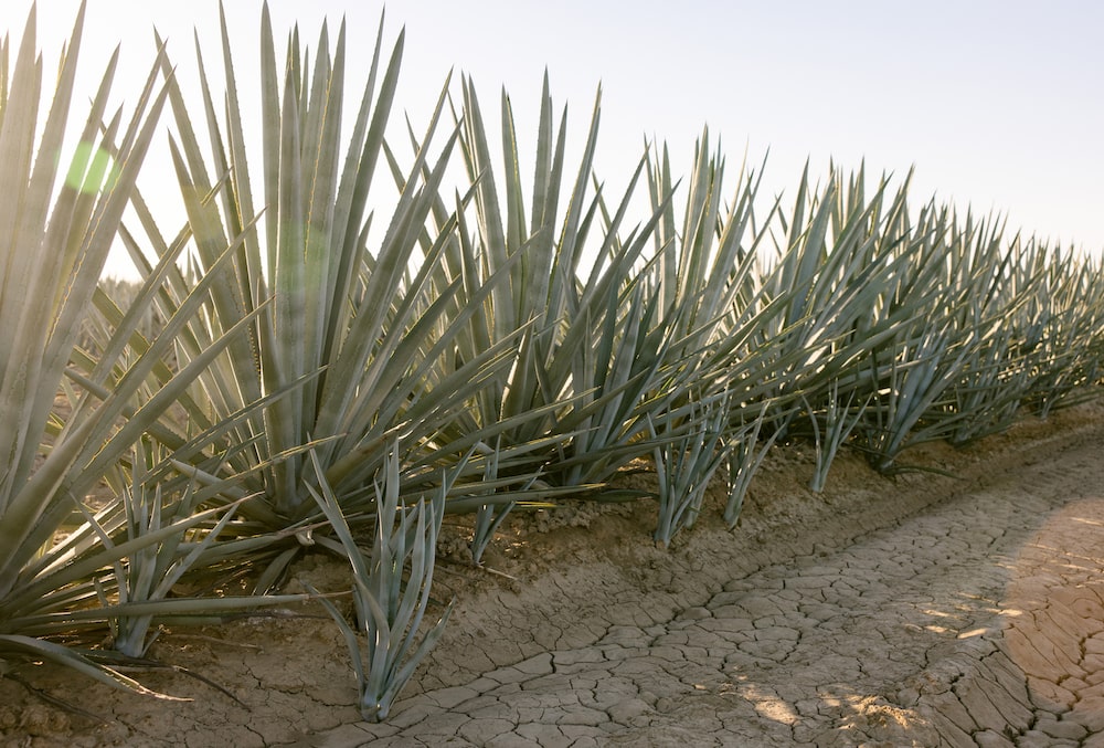 agave plants agave plants