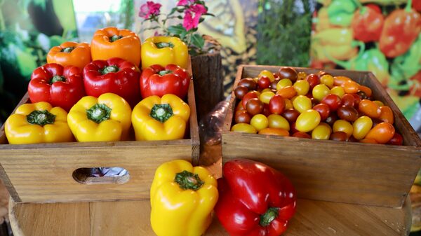 Plagas y alzas en los fertilizantes inciden en el precio de los ajíes en Dominicana Plagas y alzas en los fertilizantes inciden en el precio de los ajíes en Dominicana