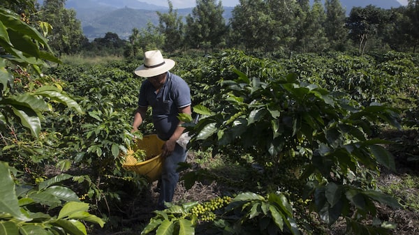 Guatemala recibirá US$20 millones de asistencia adicional para seguridad alimentaria Guatemala recibirá US$20 millones de asistencia adicional para seguridad alimentaria