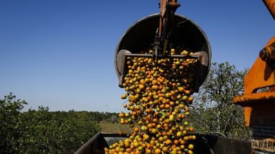 Tarifas dos EUA travam avanço de novo polo de suco de laranja no Nordeste Tarifas dos EUA travam avanço de novo polo de suco de laranja no Nordeste