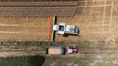 França vê a safra de trigo cair para o nível mais baixo em 4 anos devido às chuvas França vê a safra de trigo cair para o nível mais baixo em 4 anos devido às chuvas