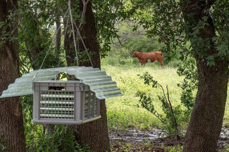 Una estación de dispersión de moscas estériles cuelga en el rancho Chapparosa, en La Pryor (Texas), el 11 de junio. Foto: Eric Vryn/Bloomberg Una estación de dispersión de moscas estériles cuelga en el rancho Chapparosa, en La Pryor (Texas), el 11 de junio. Foto: Eric Vryn/Bloomberg