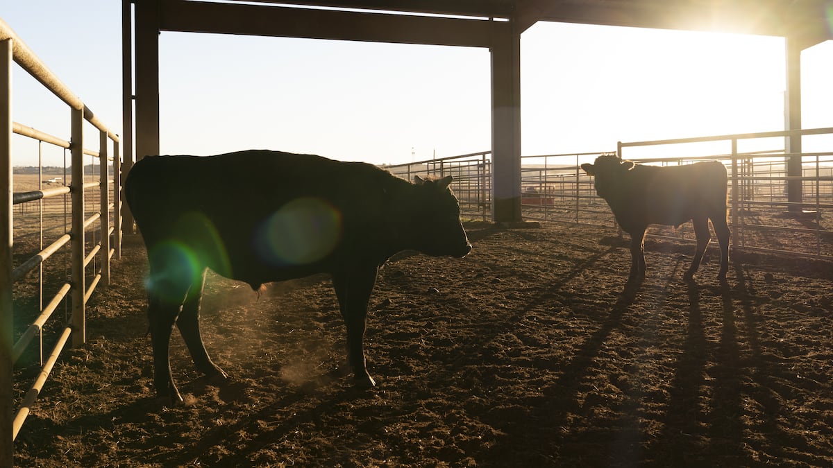 MBRF é pressionada por ciclo pecuário nos EUA, mas avalia que o pior ‘ficou para trás’