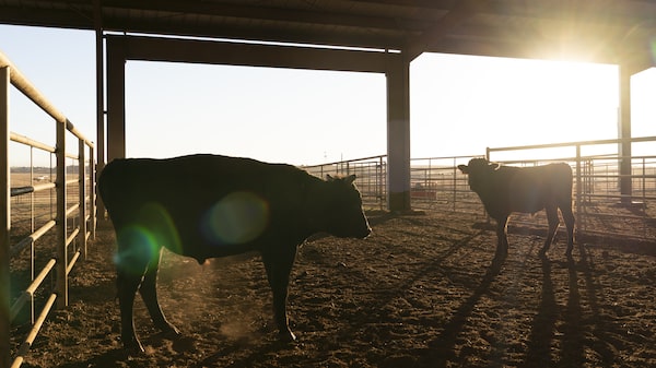 MBRF é pressionada por ciclo pecuário nos EUA, mas avalia que o pior ‘ficou para trás’ MBRF é pressionada por ciclo pecuário nos EUA, mas avalia que o pior ‘ficou para trás’
