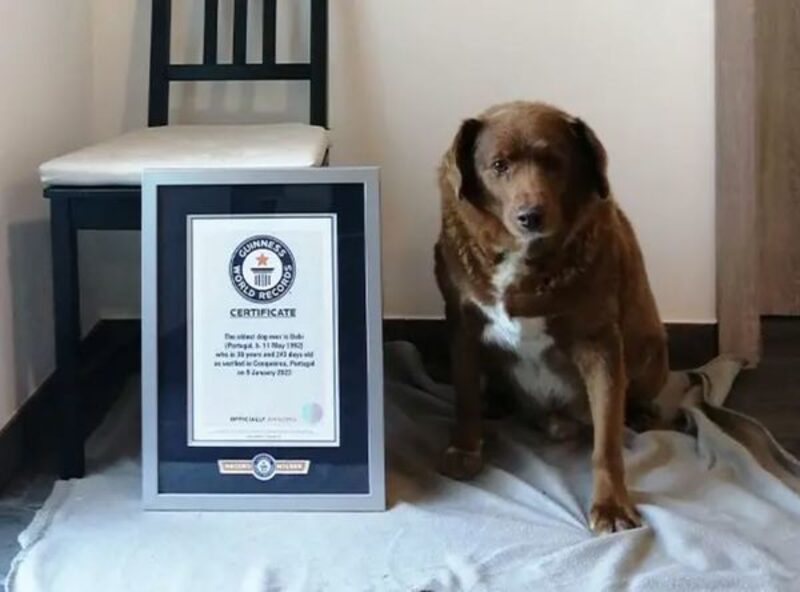 Crédito: Guinness World Records Crédito: Guinness World Records