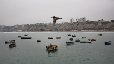 Perú prolonga suspensión de la pesca de anchoveta ante riesgos por el fenómeno El Niño Perú prolonga suspensión de la pesca de anchoveta ante riesgos por el fenómeno El Niño
