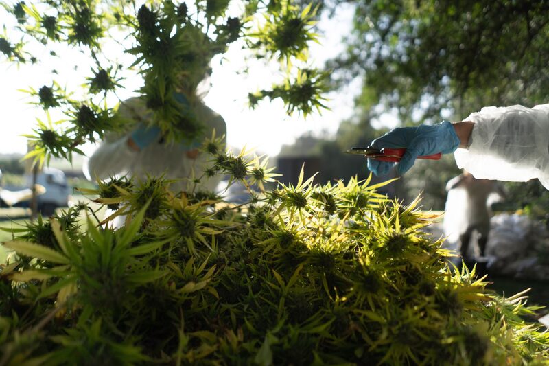 La ley estableció un marco legal para regular la importación, exportación y cultivo de la planta y, además, creó un registro de personas autorizadas para utilizarla con estos fines. La ley estableció un marco legal para regular la importación, exportación y cultivo de la planta y, además, creó un registro de personas autorizadas para utilizarla con estos fines.