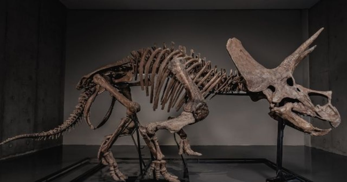 ¡Dinosaurio a la venta! El Triceratops de Pharrell podría superar los $5 millones