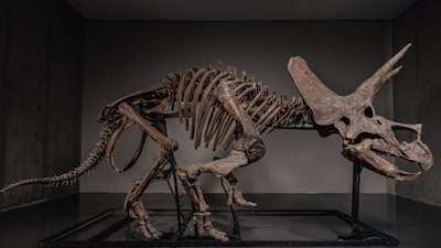 Pharrell Williams subastará un esqueleto de tricerátops que podría superar los US$5 millones Pharrell Williams subastará un esqueleto de tricerátops que podría superar los US$5 millones