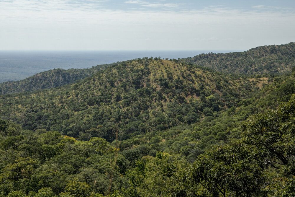 The Kariba forest conservation mega-project in Zimbabwe. The Kariba forest conservation mega-project in Zimbabwe.
