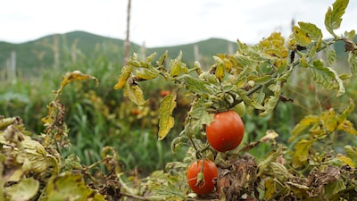 Del maíz al tomate y la carne: cambio climático cambia la inflación y encarece alimentos en todo el mundo Del maíz al tomate y la carne: cambio climático cambia la inflación y encarece alimentos en todo el mundo