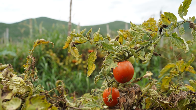 Del maíz al tomate y la carne: cambio climático cambia la inflación y encarece alimentos en todo el mundo Del maíz al tomate y la carne: cambio climático cambia la inflación y encarece alimentos en todo el mundo