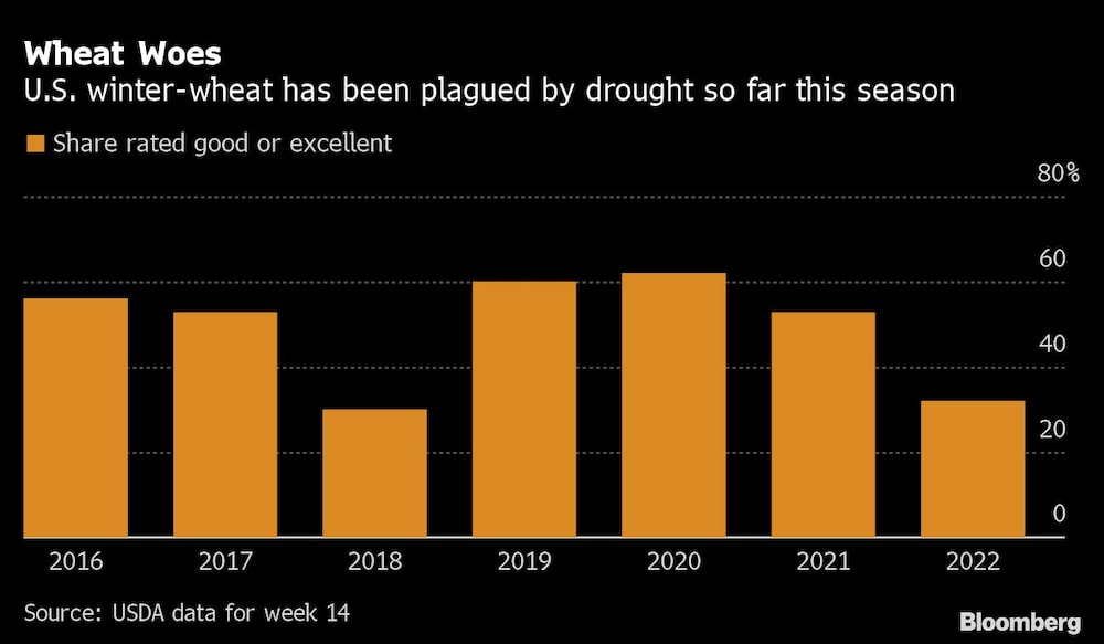 El trigo de invierno se ha visto plagado por sequías este año en EE.UU. El trigo de invierno se ha visto plagado por sequías este año en EE.UU.