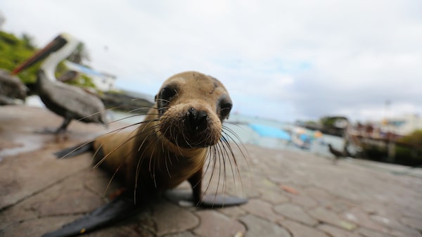 Más reserva marina en Galápagos, el ícono mundial de la conservación Más reserva marina en Galápagos, el ícono mundial de la conservación