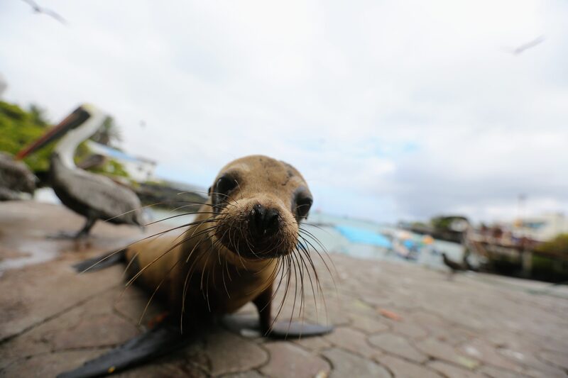 30.000 kilómetros cuadrados de la nueva reserva serán una zona completamente protegida 30.000 kilómetros cuadrados de la nueva reserva serán una zona completamente protegida
