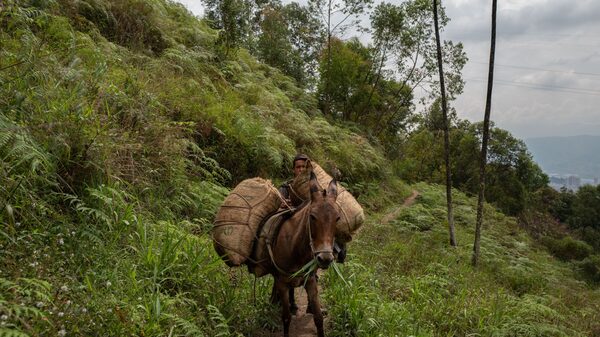 Reforma agraria en Colombia comenzará con titulación de miles de hectáreas Reforma agraria en Colombia comenzará con titulación de miles de hectáreas