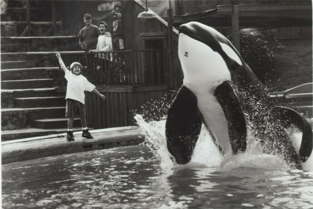 Liberen a Willy Liberen a Willy