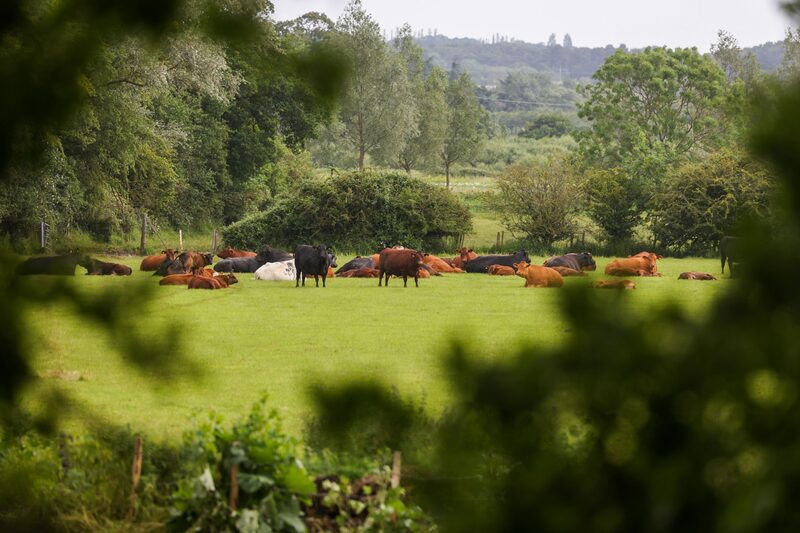 Vacas pastan en un campo en una granja. Vacas pastan en un campo en una granja.
