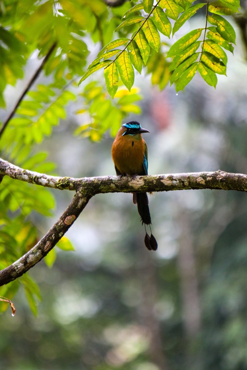 Una especie de guarda barranco en Honduras. Una especie de guarda barranco en Honduras.