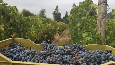 ‘Bordeaux made in Chile’? Vinícola busca qualidade francesa a preço de regional ‘Bordeaux made in Chile’? Vinícola busca qualidade francesa a preço de regional