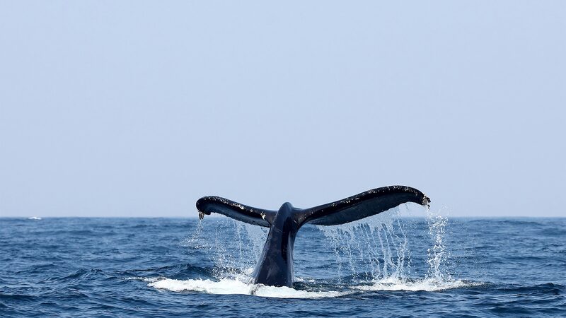 T. Rowe Price lança fundo de ‘blue bonds’ com apoio de herdeiro do Walmart T. Rowe Price lança fundo de ‘blue bonds’ com apoio de herdeiro do Walmart