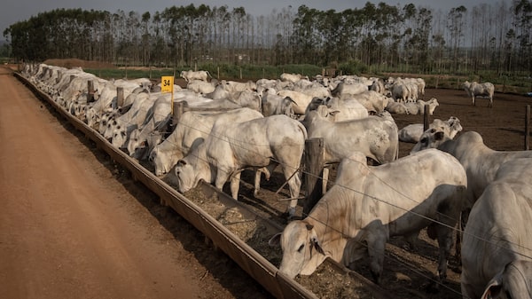 Como o agronegócio deve ficar de fora do novo mercado de crédito de carbono Como o agronegócio deve ficar de fora do novo mercado de crédito de carbono
