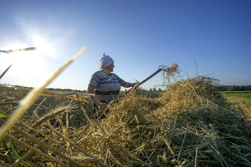 O governo espera uma queda de 17% na área plantada em relação ao ano passado, contra a queda de 20% prevista no início de abril O governo espera uma queda de 17% na área plantada em relação ao ano passado, contra a queda de 20% prevista no início de abril