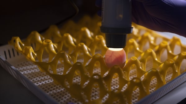 Por avance de gripe aviar, científicos buscan pistas para evitar una futura pandemia Por avance de gripe aviar, científicos buscan pistas para evitar una futura pandemia