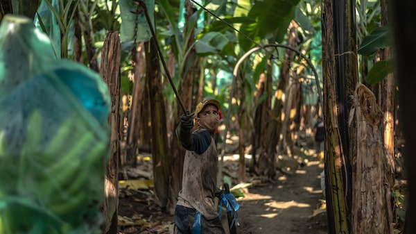 Desempleo disminuye en Ecuador, pero la informalidad se mantuvo alta en febrero Desempleo disminuye en Ecuador, pero la informalidad se mantuvo alta en febrero